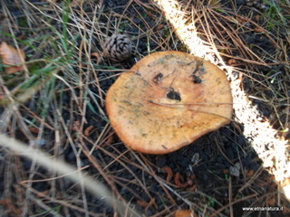 Monte_Nero_degli_Zappini - 08-11-2012 13-28-55.JPG